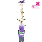 Clematis The President - Clematis Paars - Ø15cm - ↕65cm
