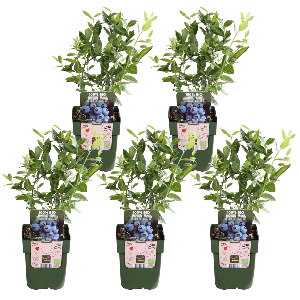 5x - Vaccinium corymbosum 'Brigitta Blue' - ↨45cm - Ø13