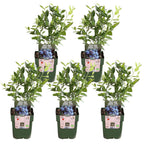5x - Vaccinium corymbosum 'Brigitta Blue' - ↨45cm - Ø13