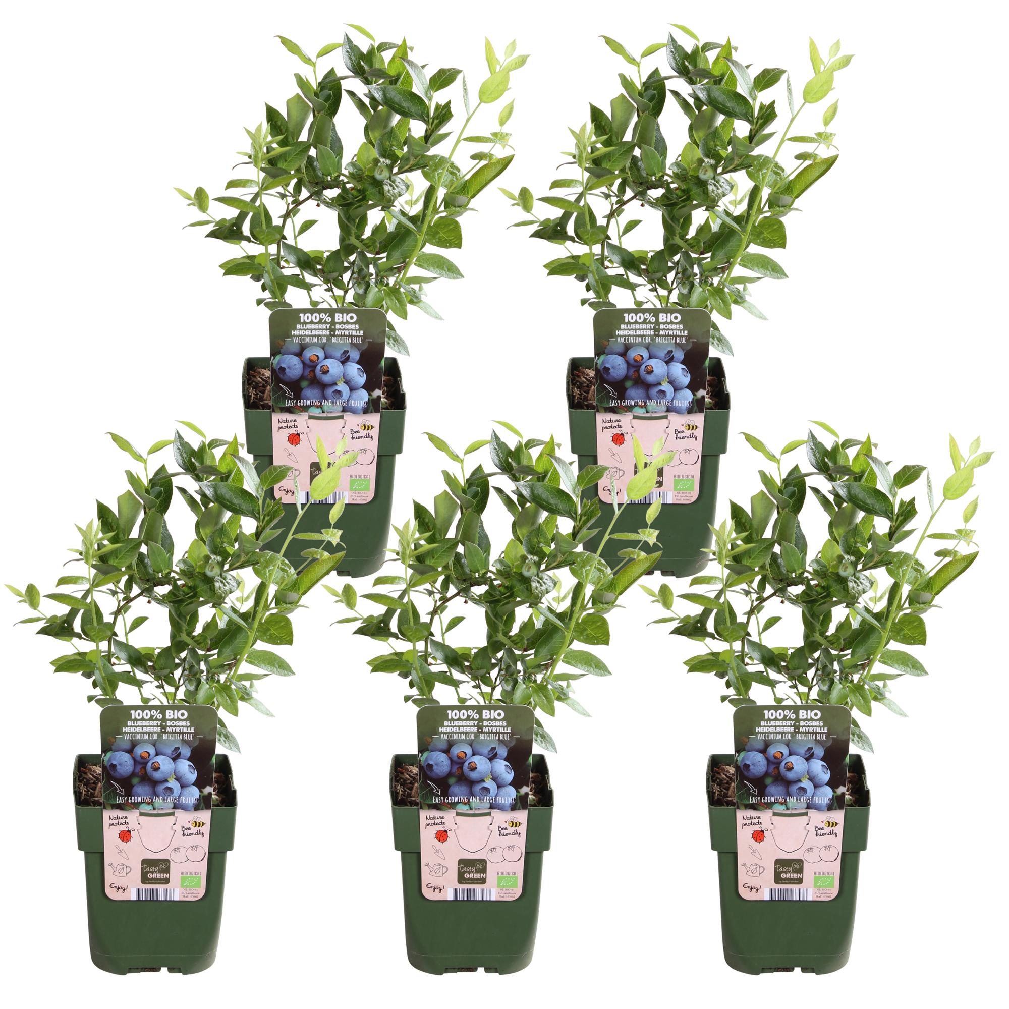5x - Vaccinium corymbosum 'Brigitta Blue' - ↨45cm - Ø13