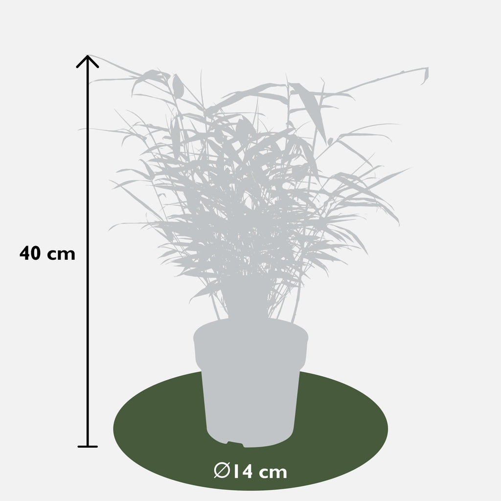 Fargesia rufa - Niet woekerende bamboe - Ø14 - ↨40cm