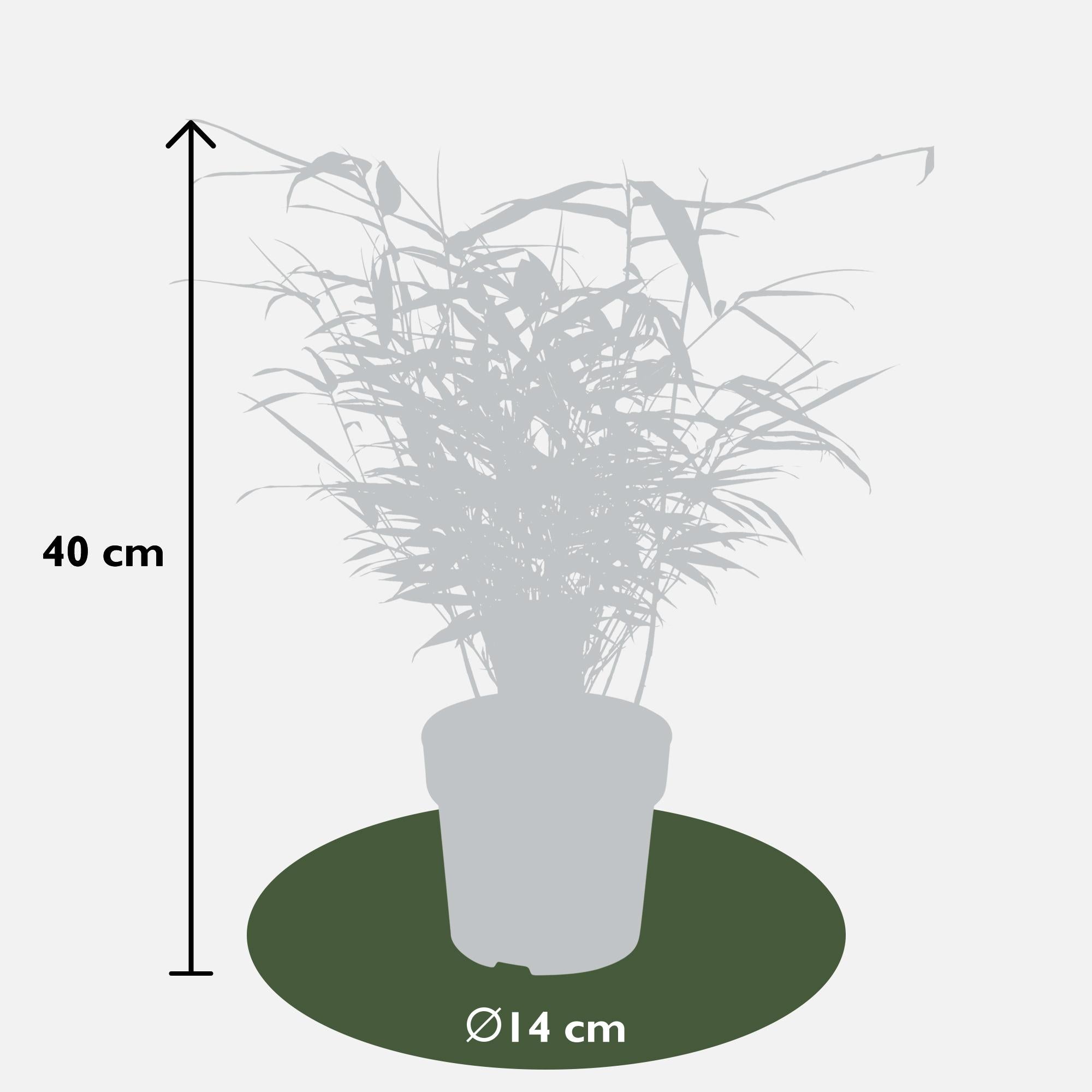 Fargesia rufa - Niet woekerende bamboe - Ø14 - ↨40cm