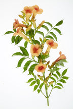 2x - Campsis 'Indian Summer' - ↨65cm - Ø15