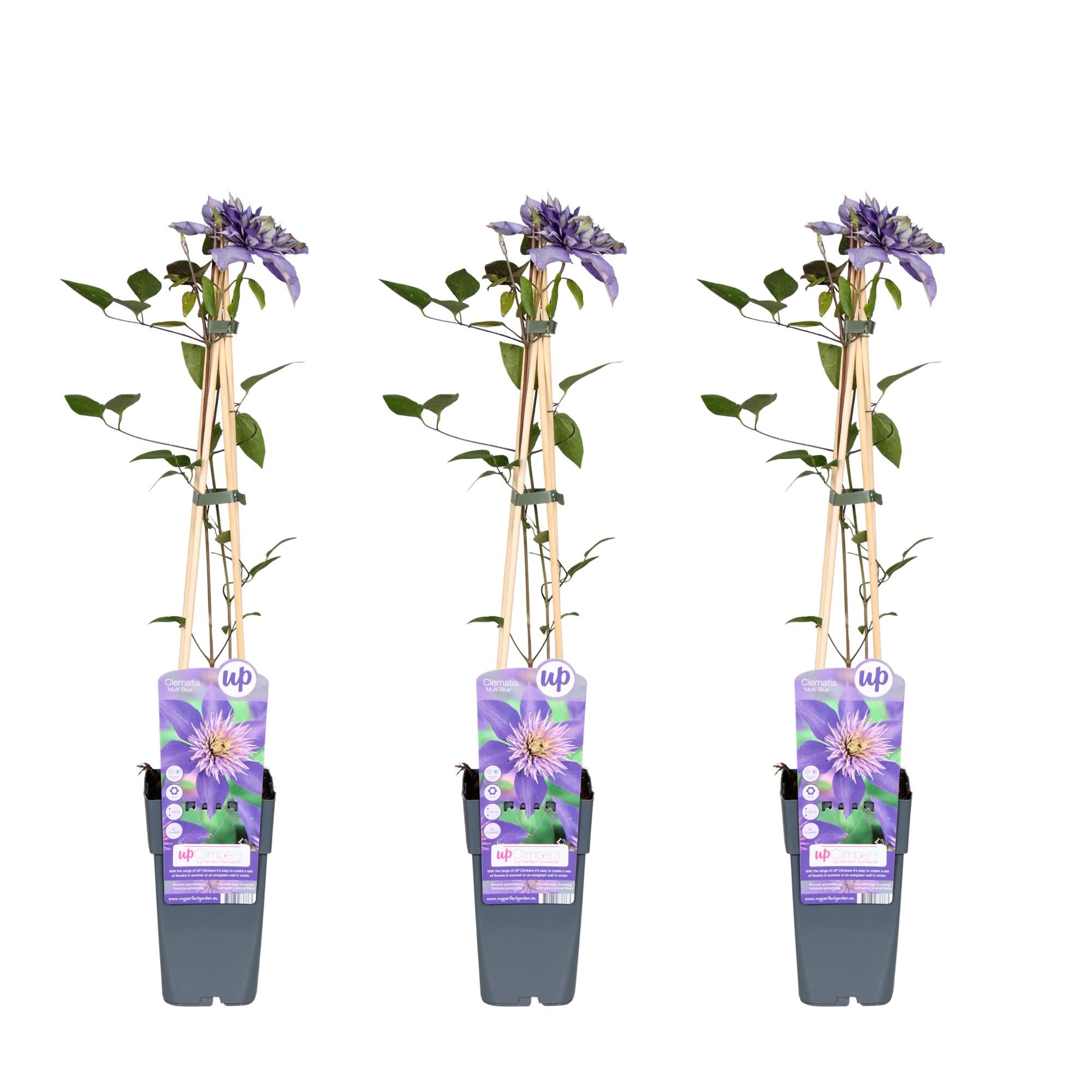 3x - Clematis Multi Blue - ↨65cm - Ø15