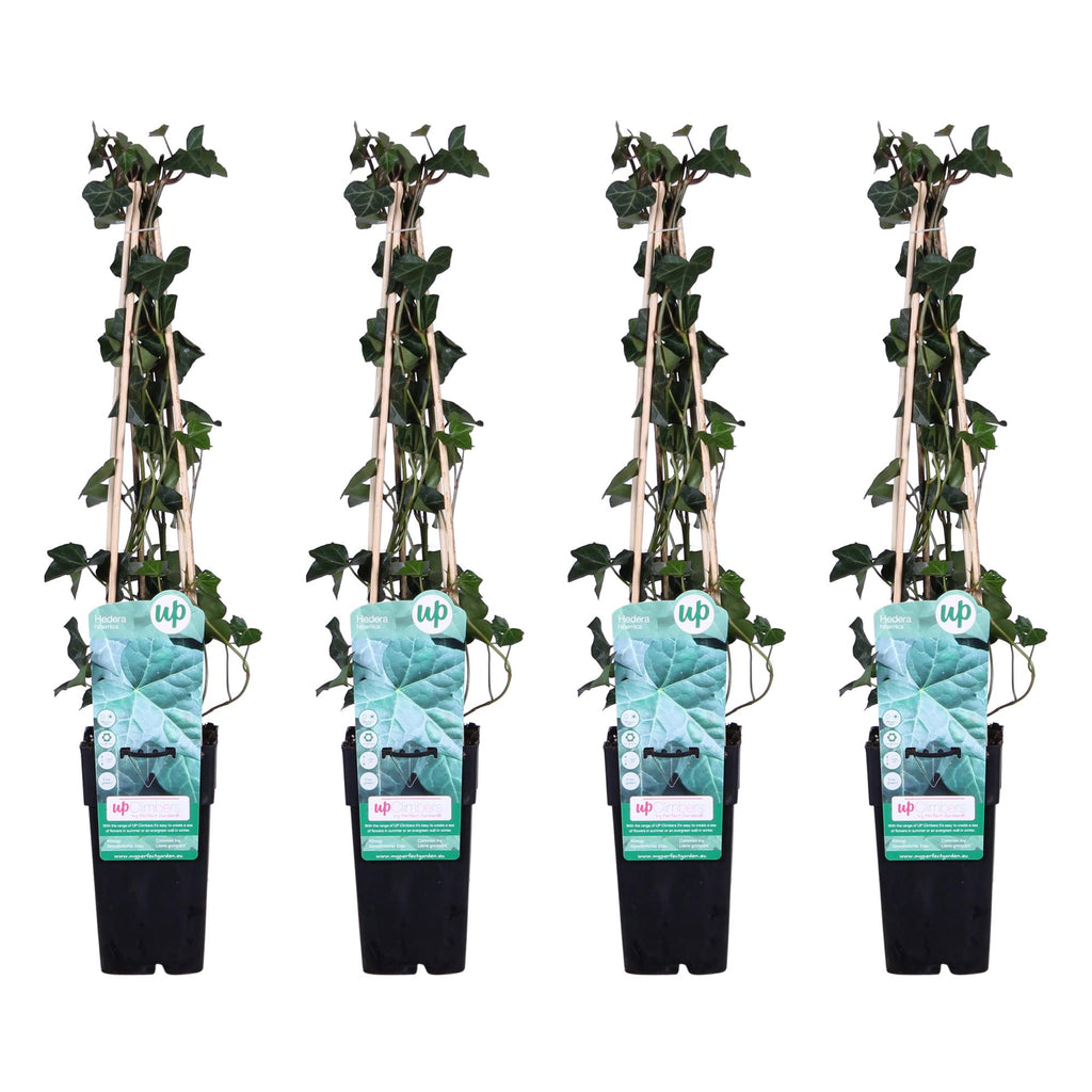4x - Hedera hibernica - ↨65cm - Ø15