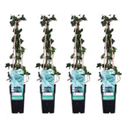 4x - Hedera hibernica - ↨65cm - Ø15