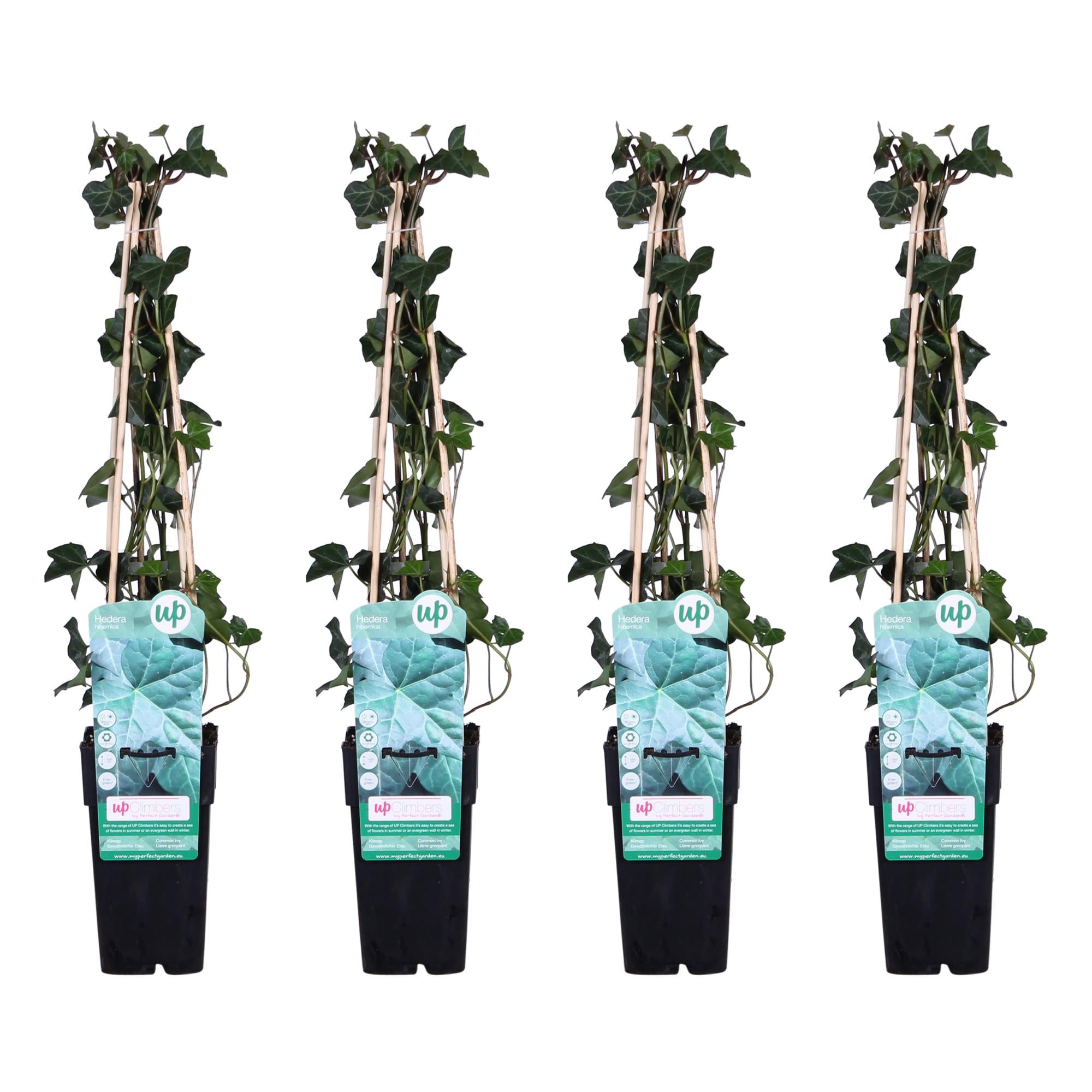 4x - Hedera hibernica - ↨65cm - Ø15