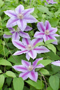 3x - Clematis Dr Ruppel - ↨65cm - Ø15