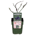 Rubus fruticosus 'Black Satin' - Doornloze Braam - Ø13cm - ↕45cm