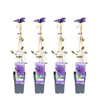 4x - Clematis The President - ↨65cm - Ø15