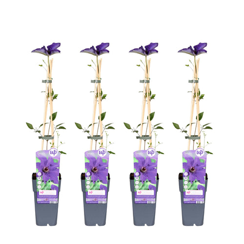 4x - Clematis The President - ↨65cm - Ø15