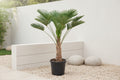Trachycarpus wagnerianus - 130cm