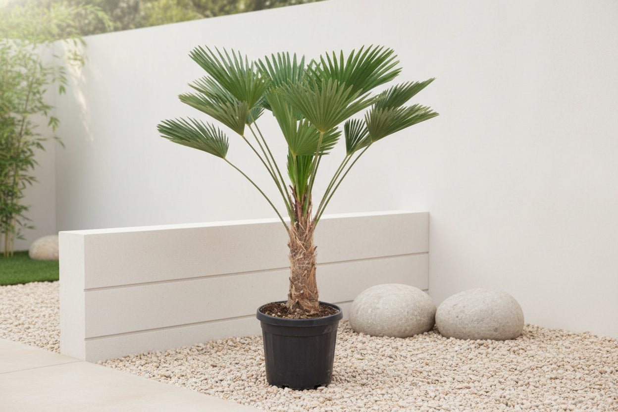 Trachycarpus wagnerianus - 130cm