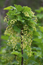 Ribes rubrum 'Jonkheer van Tets' - Aalbes - Ø13cm - ↕45cm