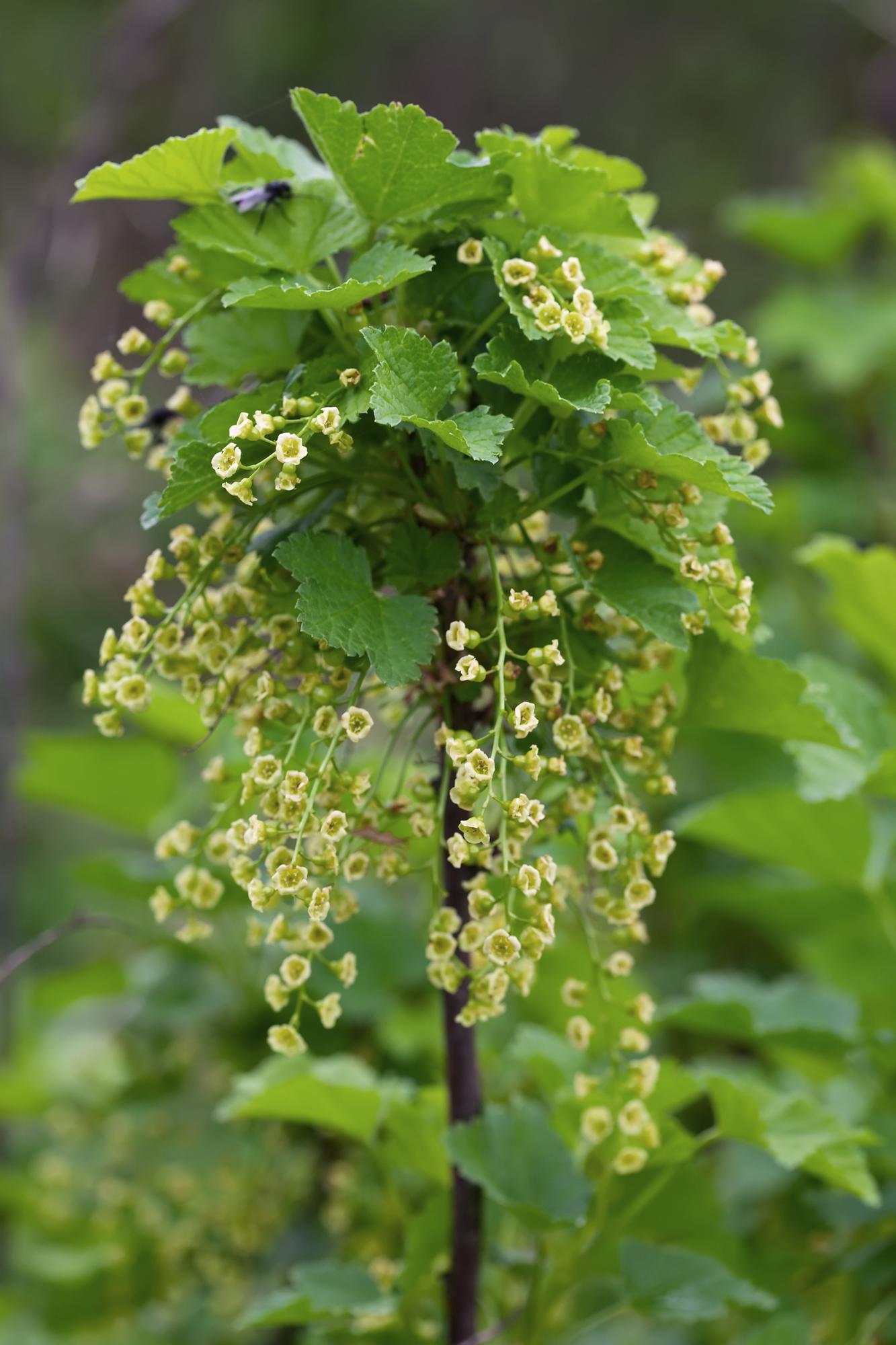 Ribes rubrum 'Jonkheer van Tets' - Aalbes - Ø13cm - ↕45cm