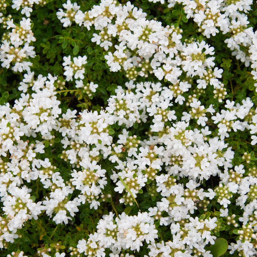 6x Thymus praecox 'Albiflorus' - ↕10-25cm - Ø9cm