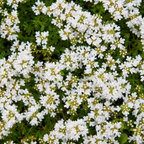 6x Thymus praecox 'Albiflorus' - ↕10-25cm - Ø9cm