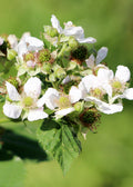 3x Rubus id. Twotimer 'Sugana Red' - ↨45cm - Ø13