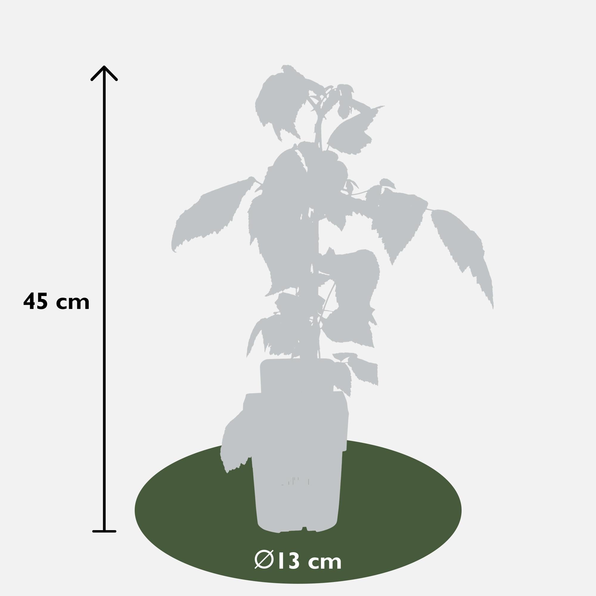 4x - Rubus id. Twotimer Mix - ↨45cm - Ø13