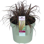 Uncinia rubra Everflame - Ø19cm - ↕40cm - Ø19 - ↨40cm