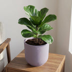 Pot Elho Jazz Round Lavender Lilac - D23