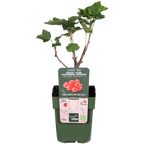 Ribes rubrum 'Jonkheer van Tets' - Aalbes - Ø13cm - ↕45cm