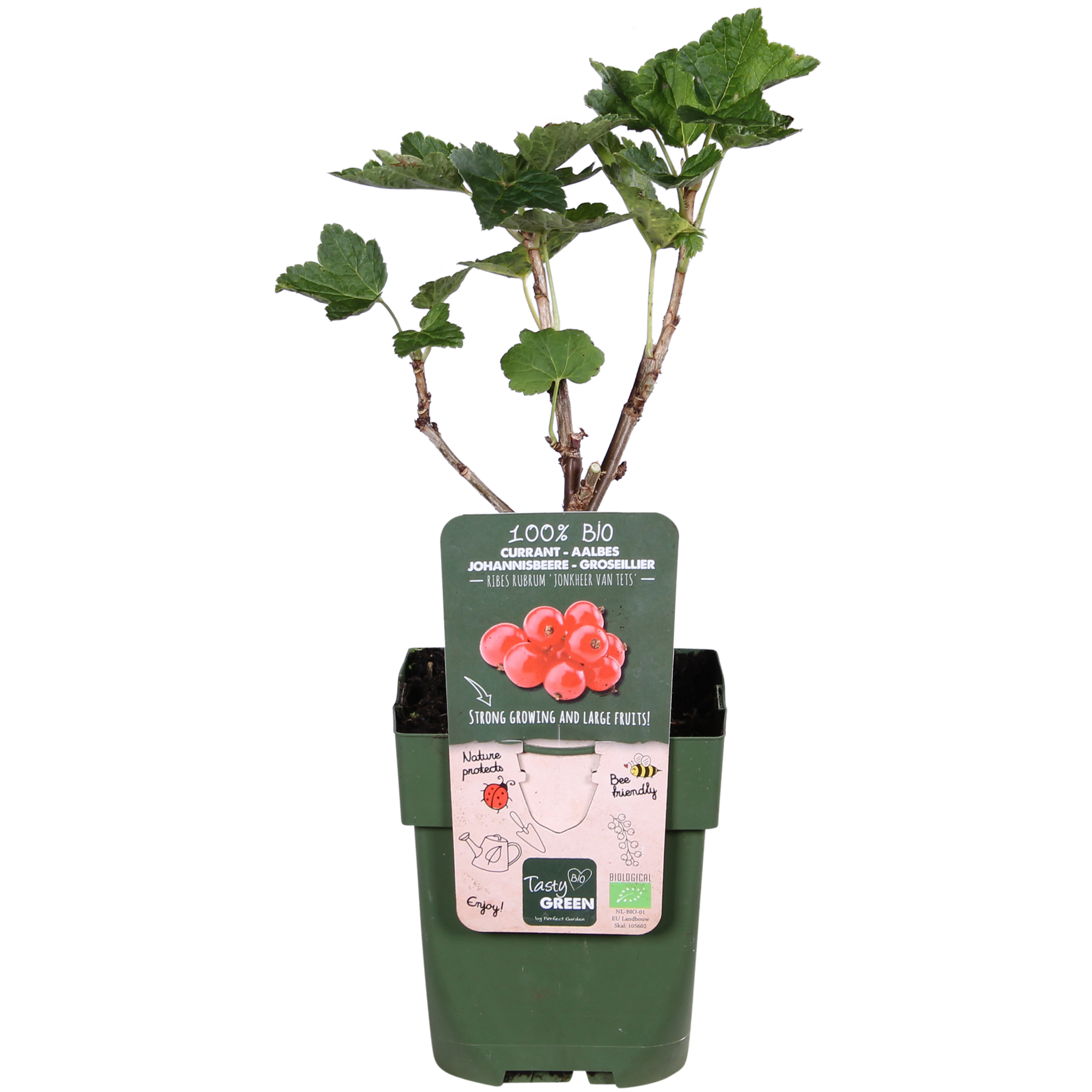 Ribes rubrum 'Jonkheer van Tets' - Aalbes - Ø13cm - ↕45cm