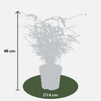 12x - Fargesia rufa - 40cm - Ø14