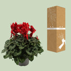 Cyclaam Rood - Ø17cm - ↕40cm
