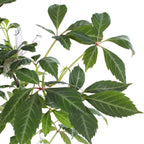 Parthenocissus henryana - Chinese Wilde Wingerd - Ø15cm - ↕65cm