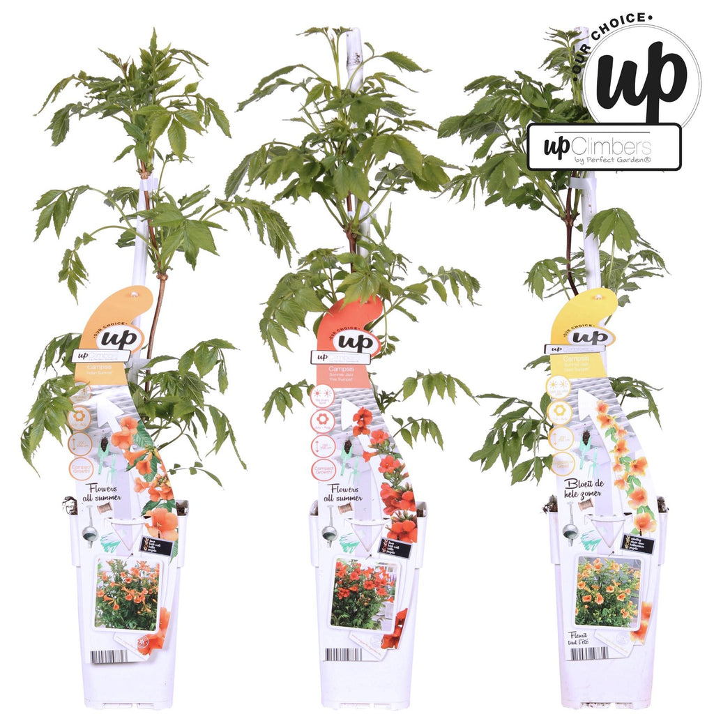 3x Campsis Summer Deal - Campsis Summer Jazz Fire Trumpet - Campsis Summer Jazz Gold Trumpet - Campsis Indian Summer - ↨65cm - Ø15cm