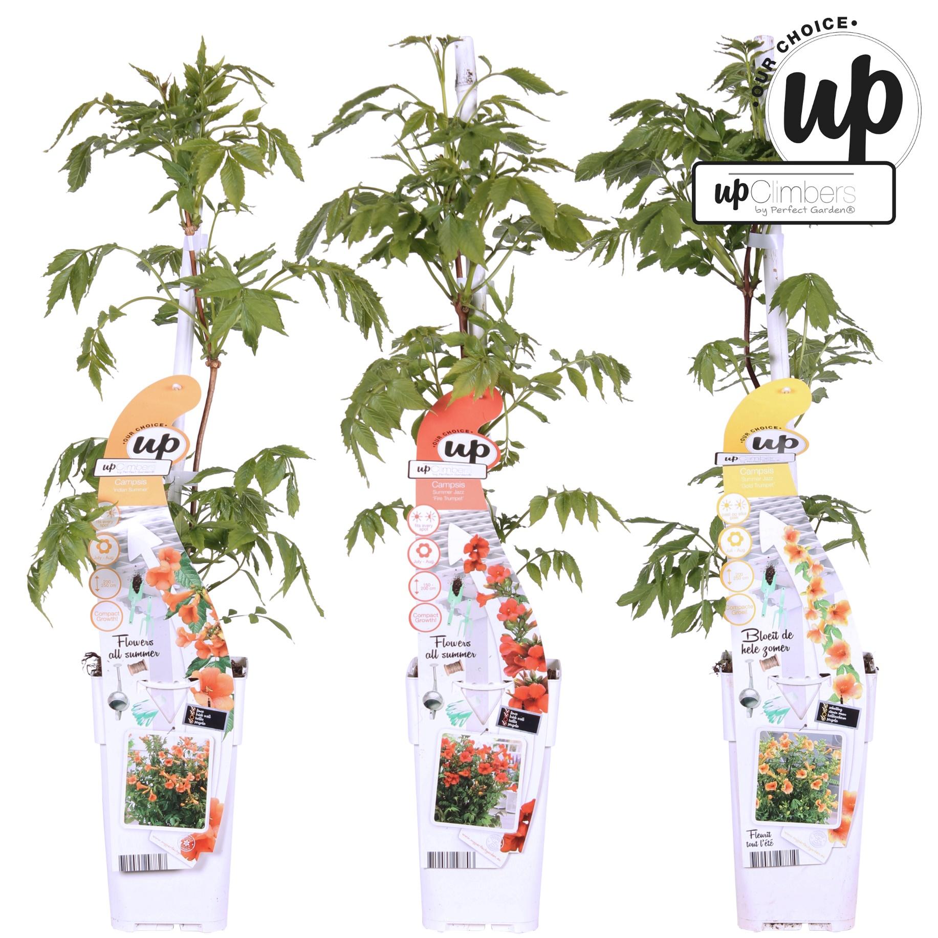 3x Campsis Summer Deal - Campsis Summer Jazz Fire Trumpet - Campsis Summer Jazz Gold Trumpet - Campsis Indian Summer - ↨65cm - Ø15cm