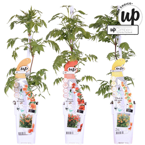 3x Campsis Summer Deal - Campsis Summer Jazz Fire Trumpet - Campsis Summer Jazz Gold Trumpet - Campsis Indian Summer - ↨65cm - Ø15cm