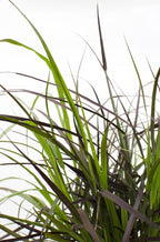 Pennisetum x advena 'Summer Samba' - Ø19cm - ↕50cm