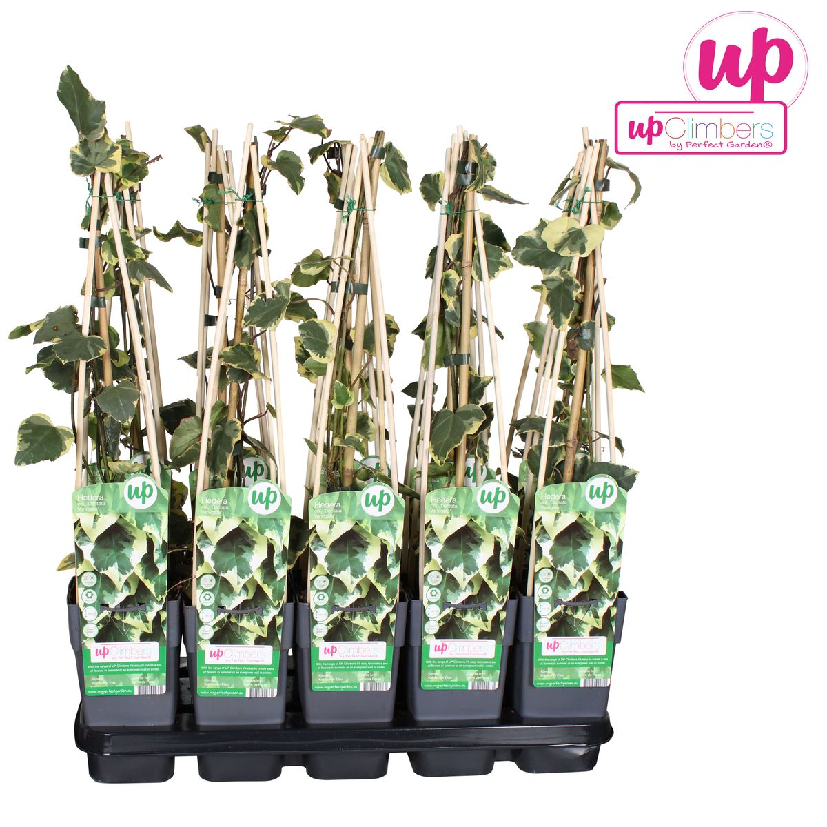 Hedera colchica 'Dentata Variegata' - Ø15cm - ↕65cm