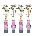 4x - Clematis Piilu - ↨65cm - Ø15