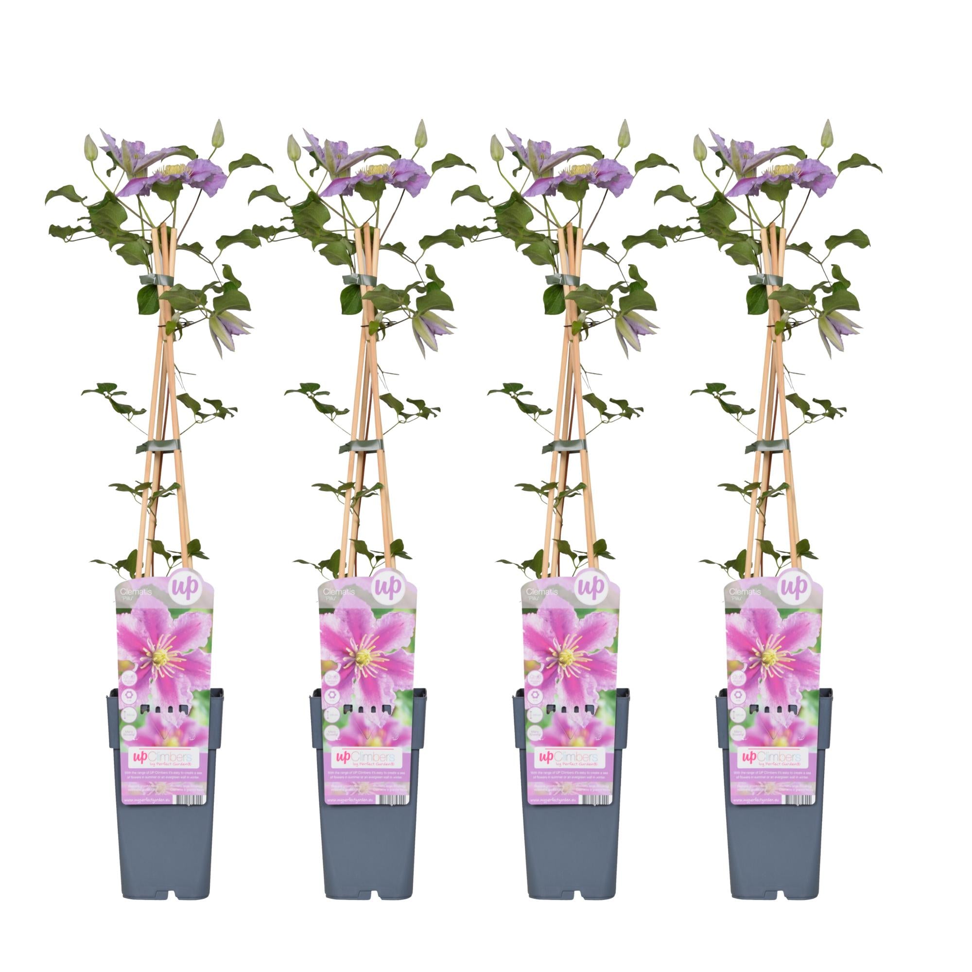 4x - Clematis Piilu - ↨65cm - Ø15
