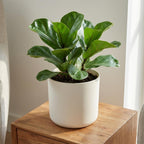 ELHO b.for soft rond 35cm wit