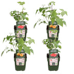 4x - Rubus 'Autumn' Mix - ↨45cm - Ø13