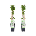 Fallopia baldschuanica - 2 stuks - Ø15cm - ↕65cm