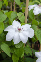 Clematis Miss Bateman - Clematis Wit - Ø15cm - ↕65cm