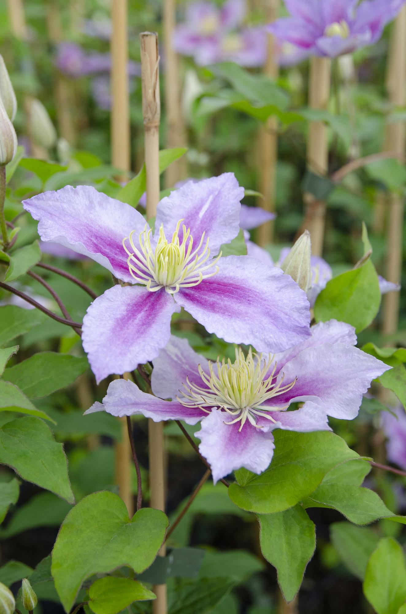4x - Clematis Piilu - ↨65cm - Ø15
