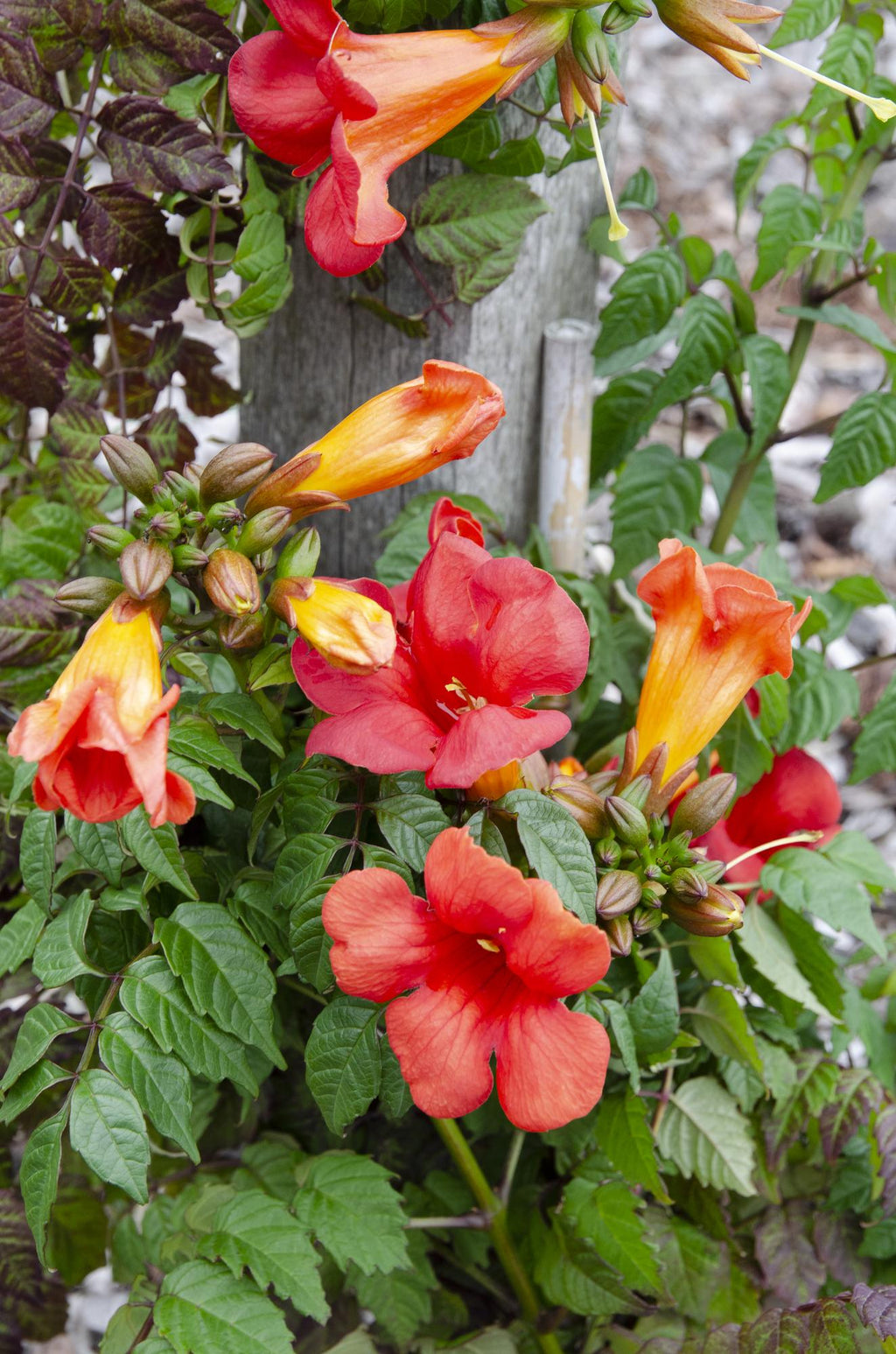Campsis Summer Jazz Fire Trumpet - Ø19cm - ↕70cm - Ø15 - ↨65cm