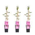 3x - Clematis Ville de Lyon - ↨65cm - Ø15