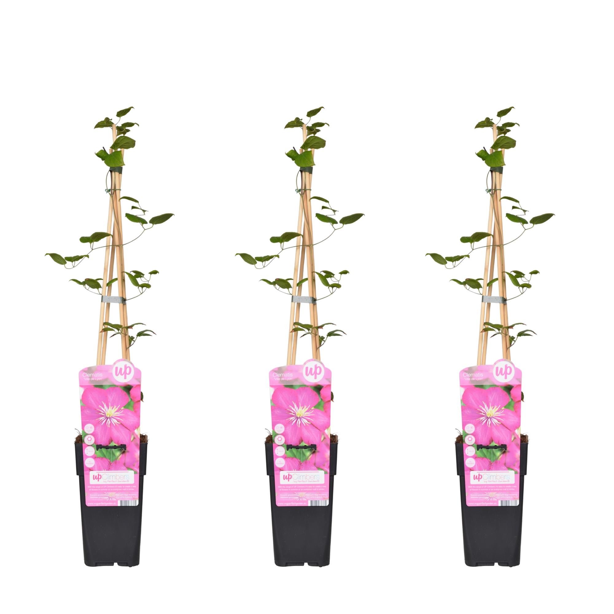 3x - Clematis Ville de Lyon - ↨65cm - Ø15