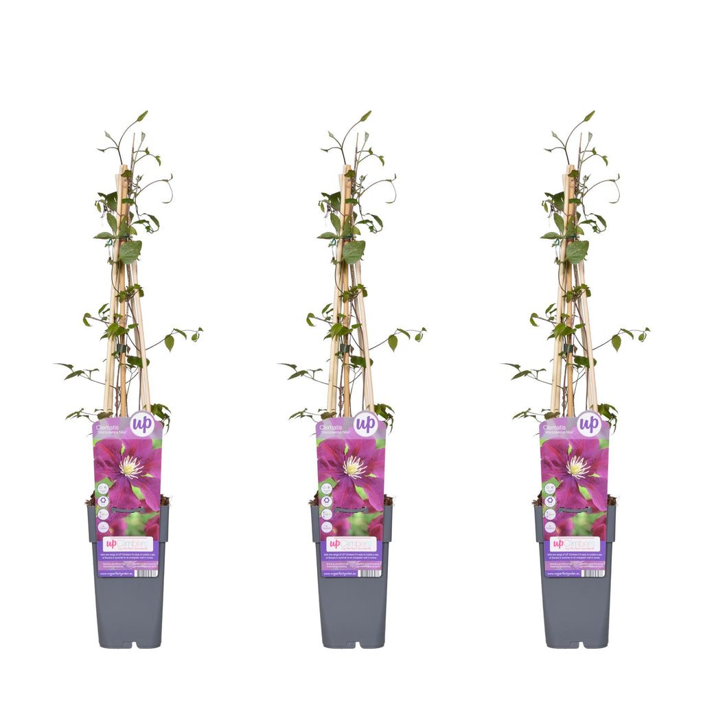 3x - Clematis Warszawska Nike - ↨65cm - Ø15