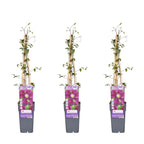 3x - Clematis Warszawska Nike - ↨65cm - Ø15