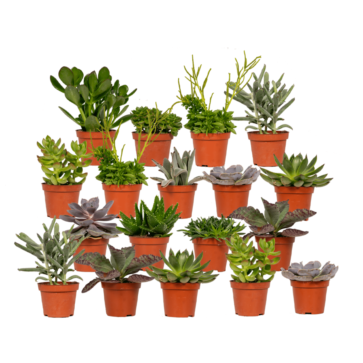 Succulenten Mix - 10 cm - Ø8,5 - 18