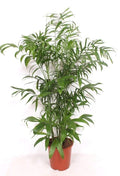 Chamaedorea Seifrizii - 170 cm