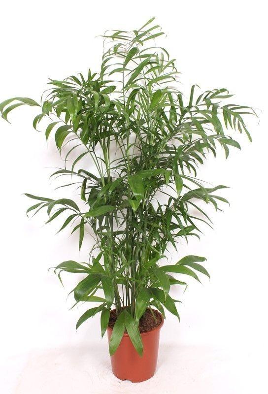 Chamaedorea Seifrizii - 170 cm